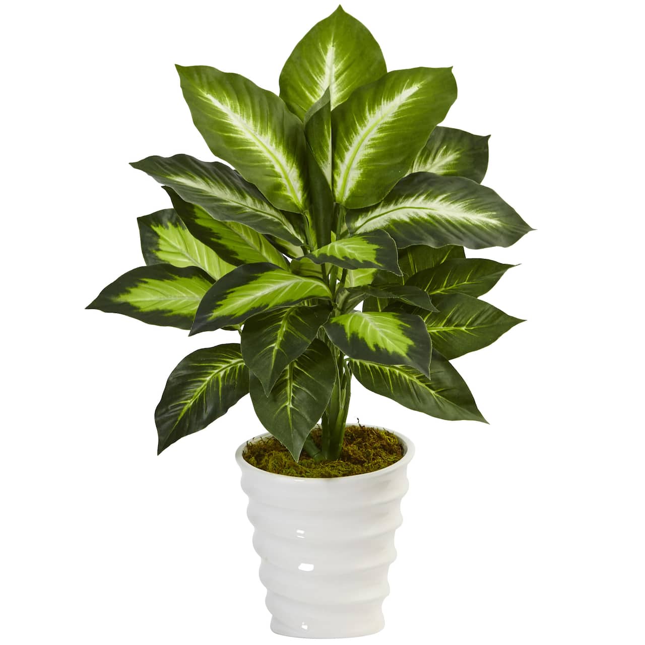 22" Potted Dieffenbachia in White Decorative Planter